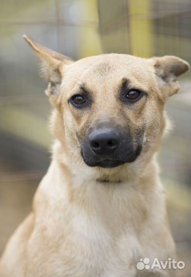Возьми собаку из приюта
