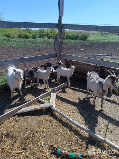 Коза и козлята