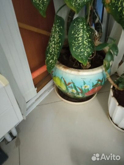 Диффенбахия