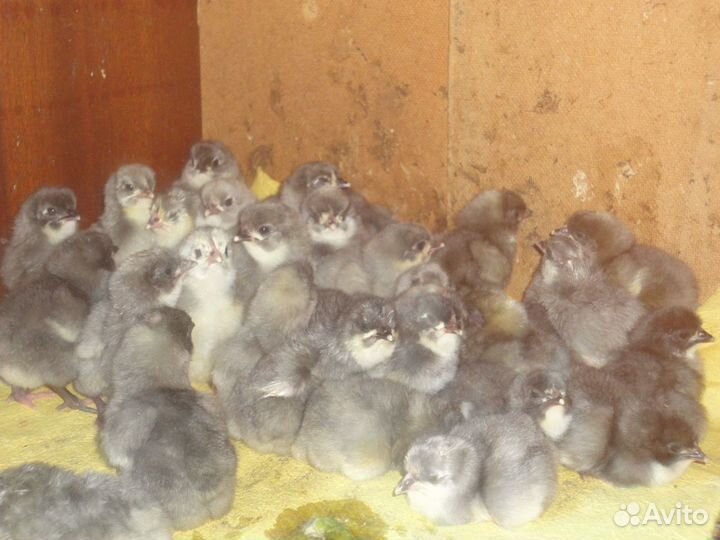 Несушка цыплята