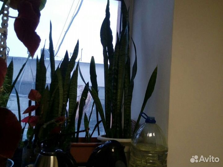 Сансевиерия, щучий хвост, змеиный язык