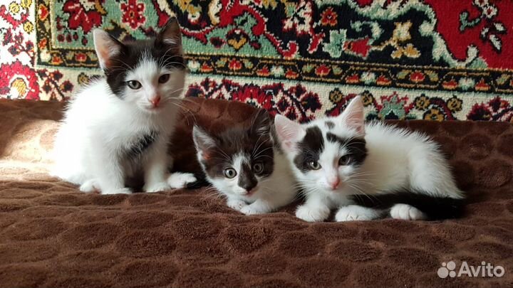 Отдам бесплатно