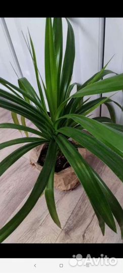 Растения мик