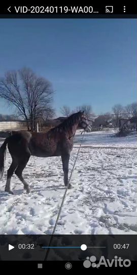 Жеребец иноходец