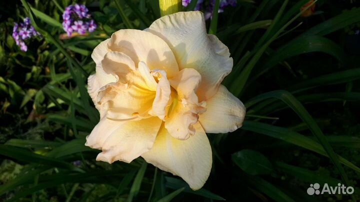 Лилейники Коллекционные