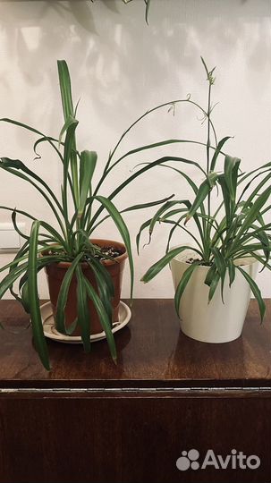 Хлорофитум