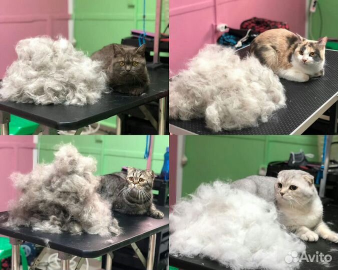 Стрижка кошек и собак, экспресс-линька Краснодар