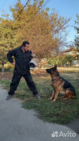 Дрессировка собак кинолог