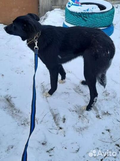 Гром в добрые руки