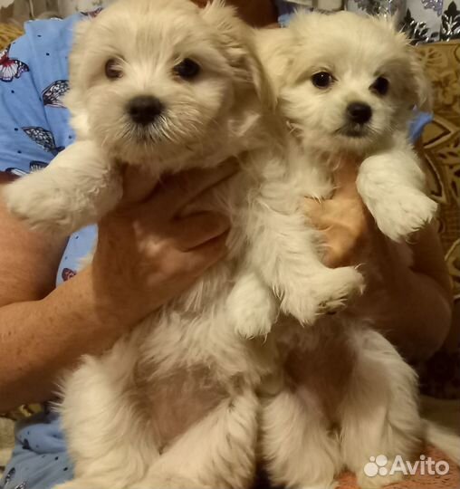 Щенки мальтезе