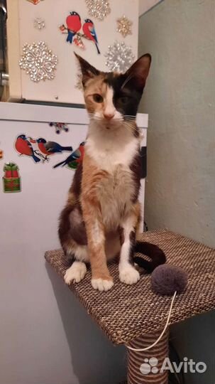 Кошка в дар