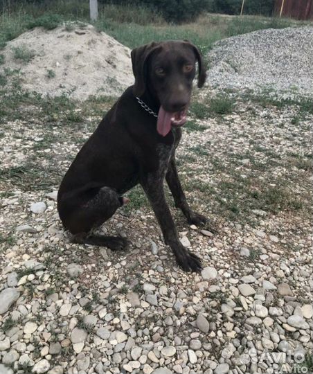 Вязка курцхар