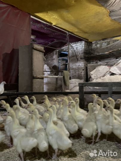 Бройлеров гуси утки