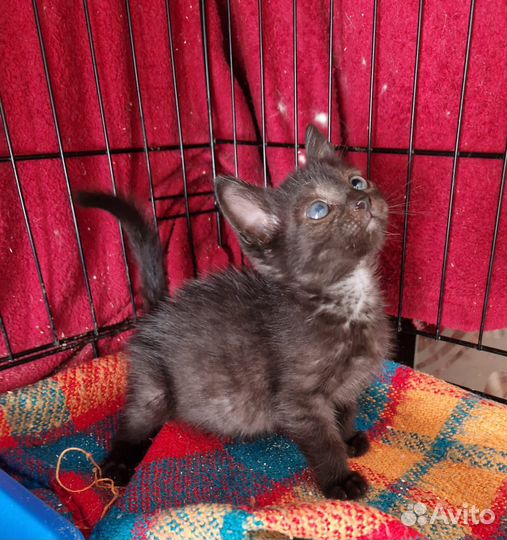 Котенок 3 месяца