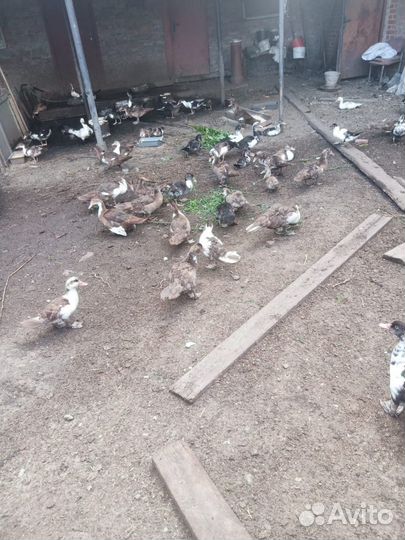 Утки индоутки