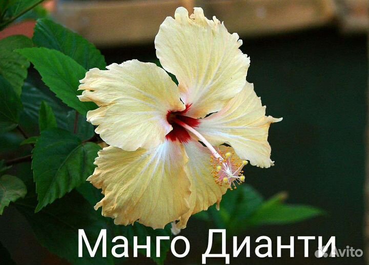 Гибискусы сортовые комнатные