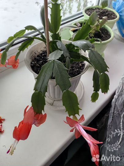 Декабрист шлюмбергера