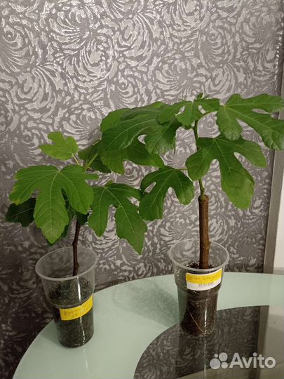 Комнатные растения-Инжир