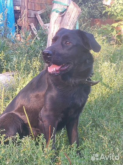 9 месяцев щенок собака