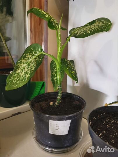 Диффенбахия