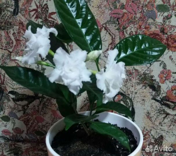 Табернемонтана комнатная