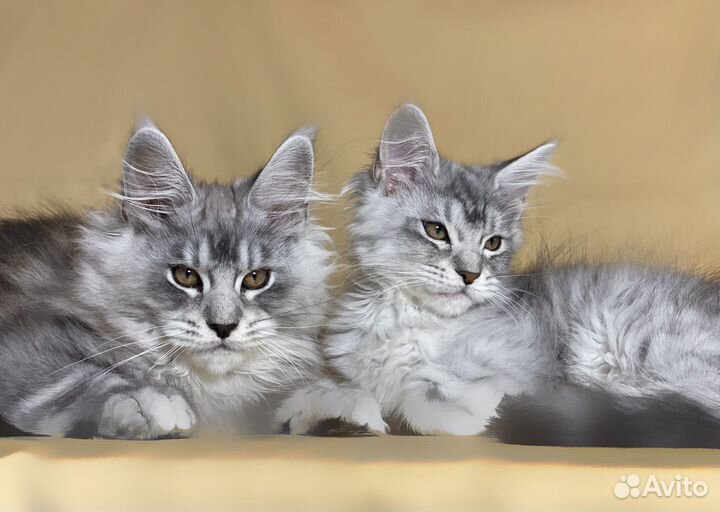 Котята мейн-кун серебро