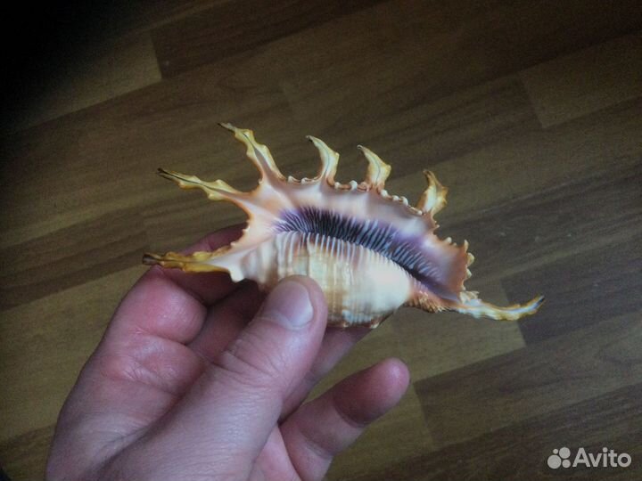 Морская раковина lambis scorpius indomaris 140,8мм