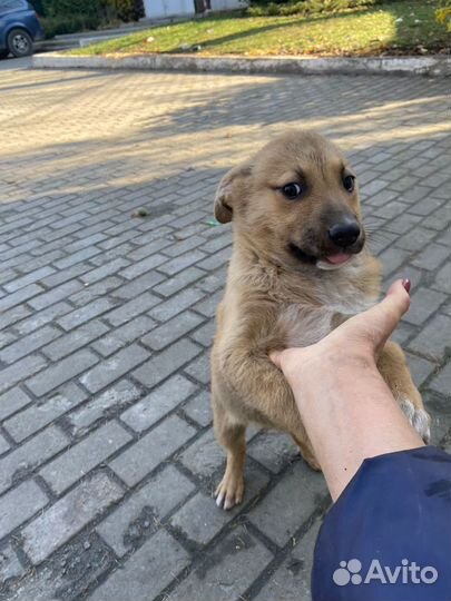 Отдам в добрые руки