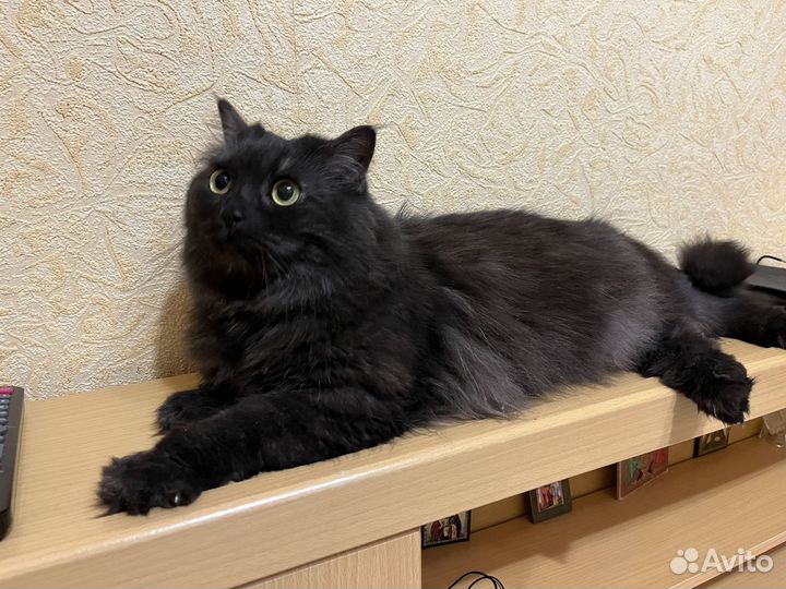 Кошка в дар