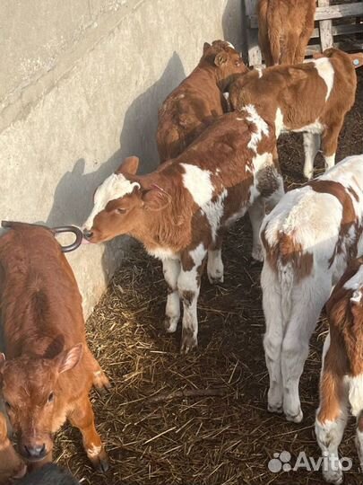 Телята бычки скот с доставкой до двора