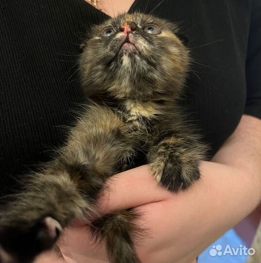 Найдена кошка