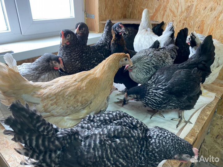 Куры Несушки