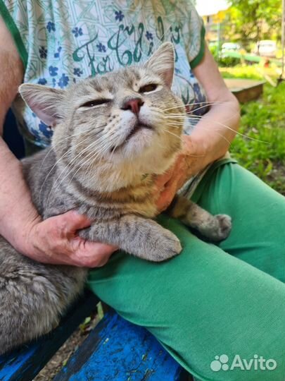 Кот хочет быть домашним