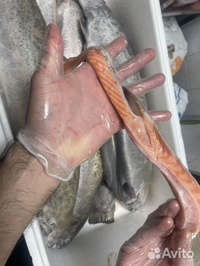 Брюшки семги