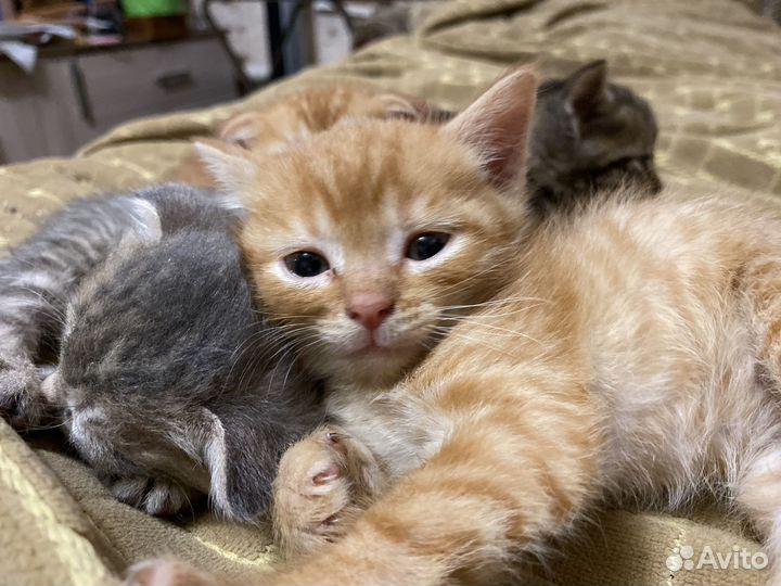 Котята в добрые руки