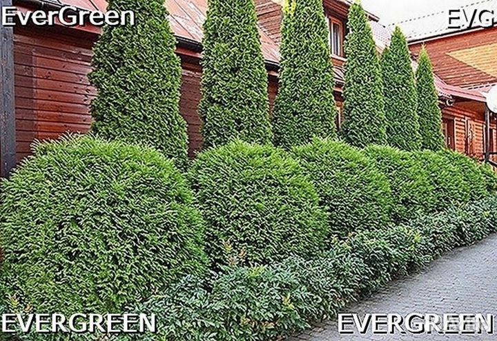 Туя зеленая