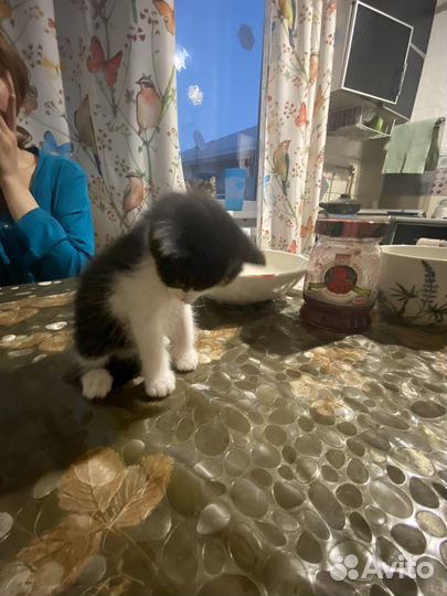 Котята 1 месяц