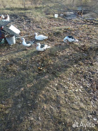 Индоутки живьём