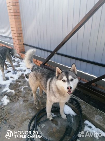 Сибирский хаски