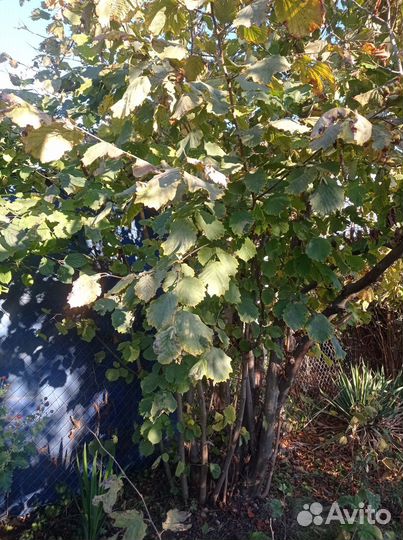 Саженцы лесной орех