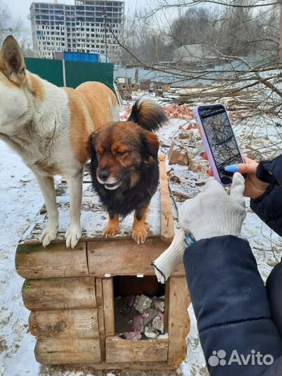 Собака в добрые руки