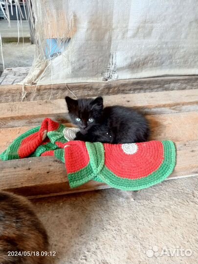 Котята бесплатно