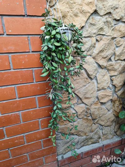 Хойя тсанги