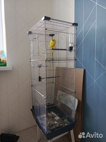 Попугай какарик