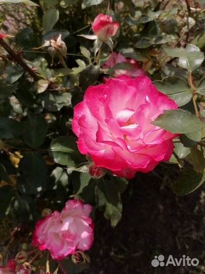 Комнатные цветы розы