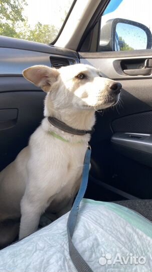 Собака в добрые руки