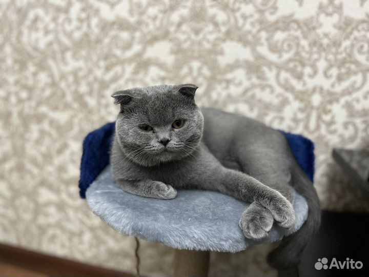Британский кот вязка