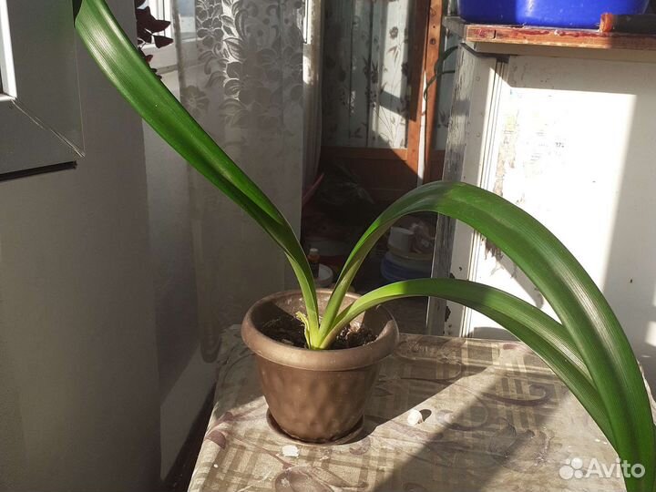 Гипиаструм