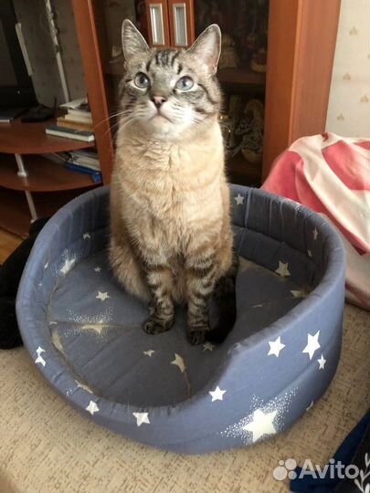 Отдам кота в добрые руки