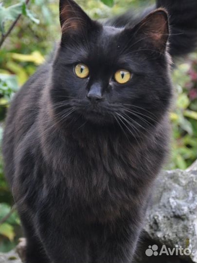 Кот ищет дом